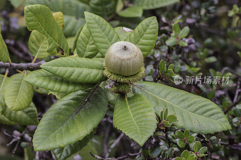 Notholithocarpus densiflorus，通常被称为tanoak或tanbark-oak，是山毛榉科的常青树。在云云顿州立公园发现的